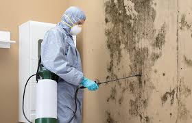 Best Attic Mold Removal in Coleraine, MN